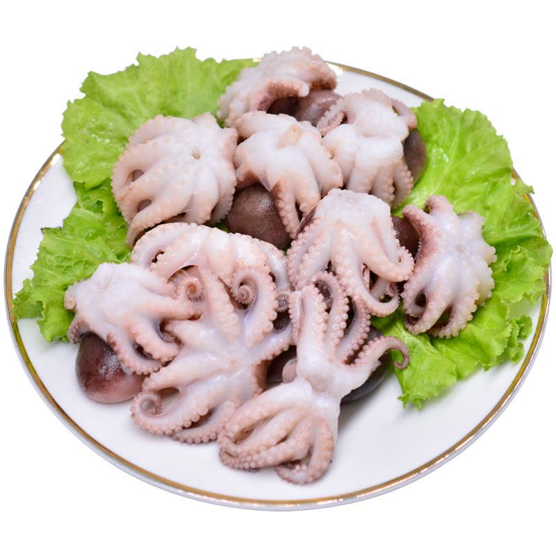 小八爪鱼