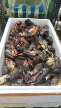 冷冻蟹钳 Frozen Crab Claw (1kg)