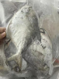 舟山野生鲳鱼3条 Frozen Wile Pomfret (3 pieces) (500g)