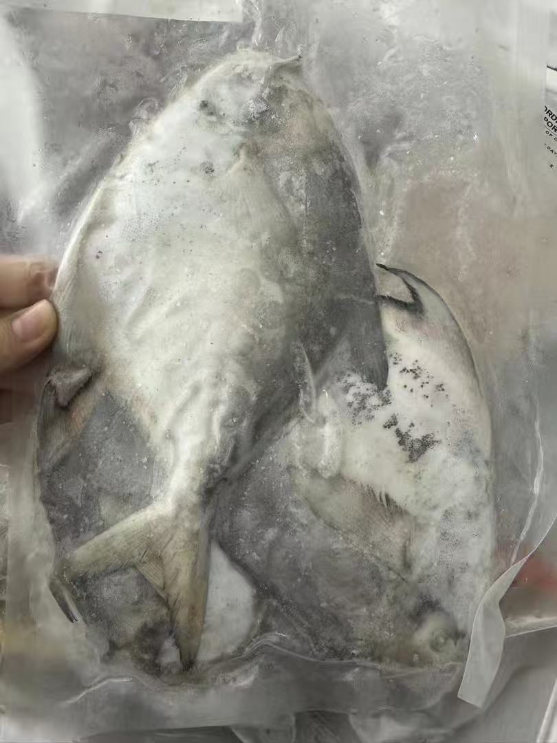 舟山野生鲳鱼3条 Frozen Wile Pomfret (3 pieces) (500g)