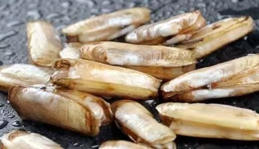 冷冻蛏子 Frozen Razor Clams