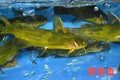 黄骨鱼 Yellow Catfish (1kg)