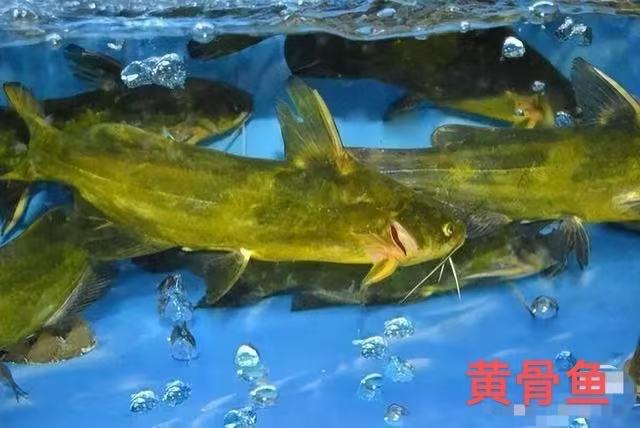 黄骨鱼 Yellow Catfish (1kg)