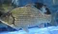 鲫鱼 Crucian Carp (1kg)