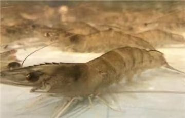 活虾 Live Shrimps (1kg)