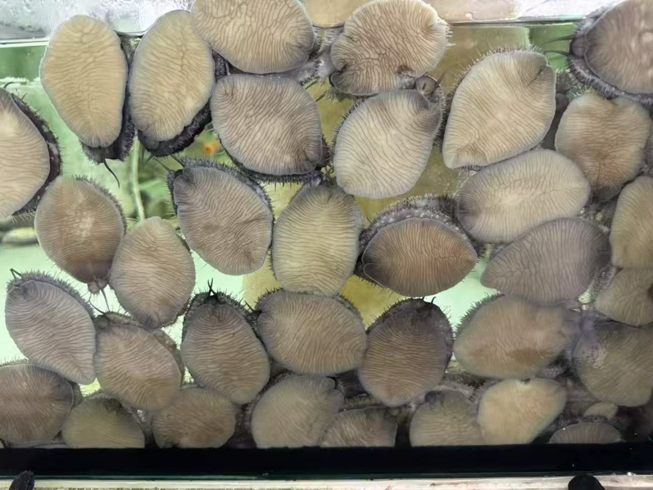 南非大鲍鱼 Live Abalone