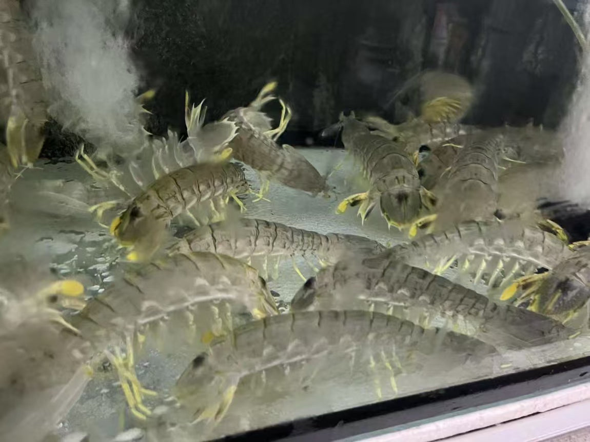 皮皮虾 Live Mantis Shrimp (7-8 Inch)