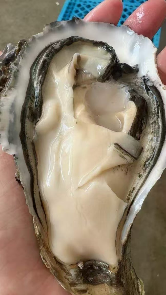 美国大生蚝 American Oyster