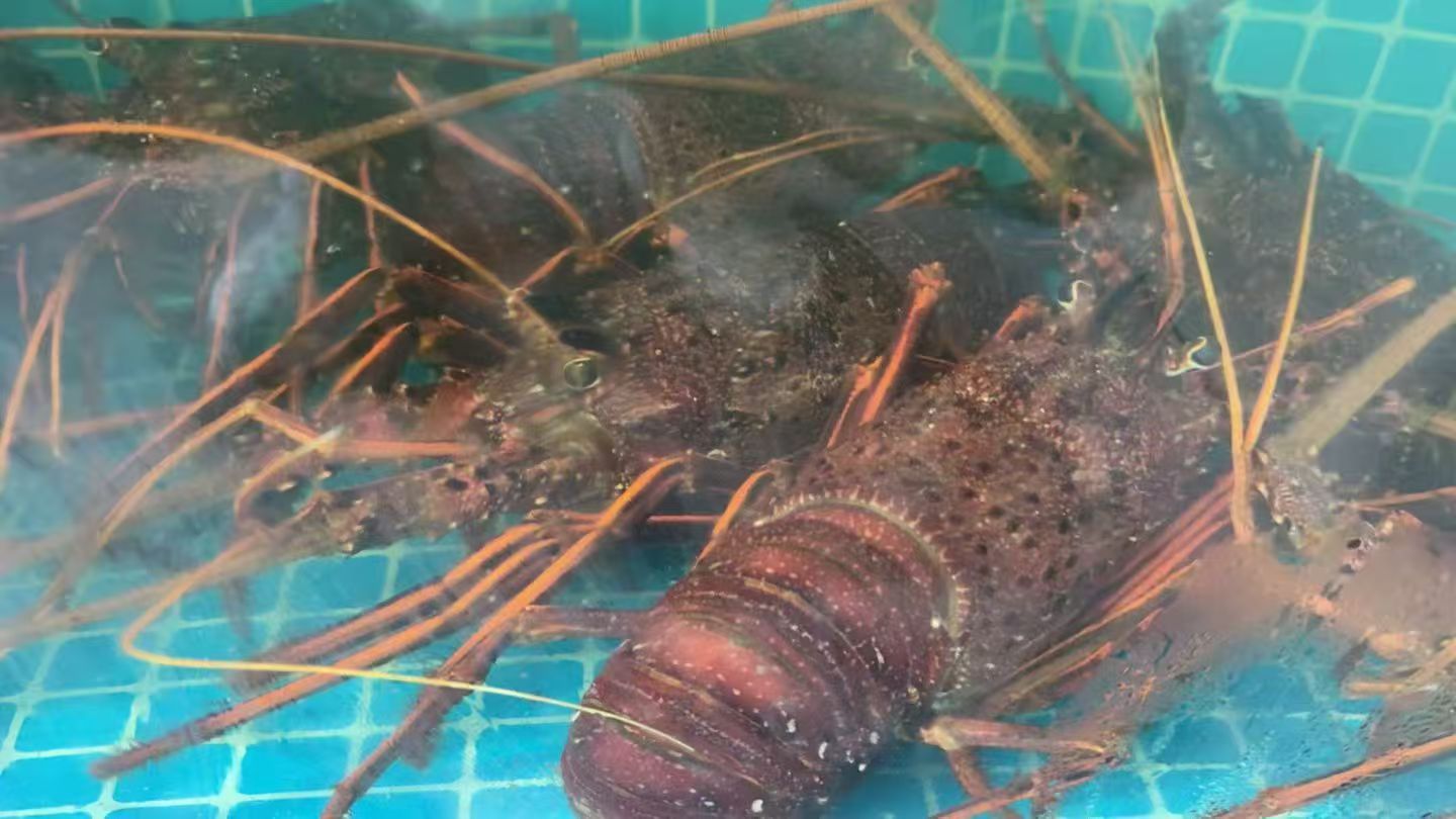 大澳龙 Australian Lobster (0.8 - 1kg)