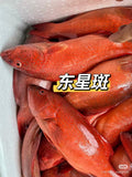 冷冻东星斑 Fresh Grouper (700-800g)