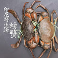 印尼蟹 Indonesia Mud Crab300-380